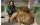 Lujan-Zoo-and-City-tour 