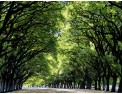 Caminata-por-los-Bosques-de-Palermo