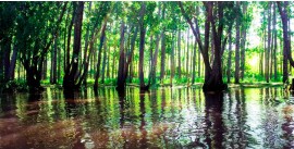 Kayak Half-day Trip Tigre Delta