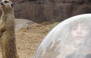 Excursion en Bateau à Tigre et Temaiken Bioparc 