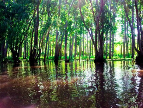 Kayak Half-day Trip Tigre Delta
