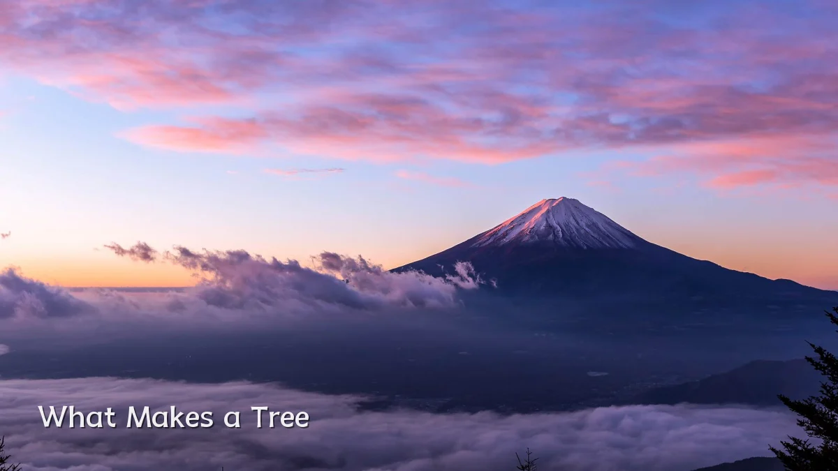What Makes a Tree