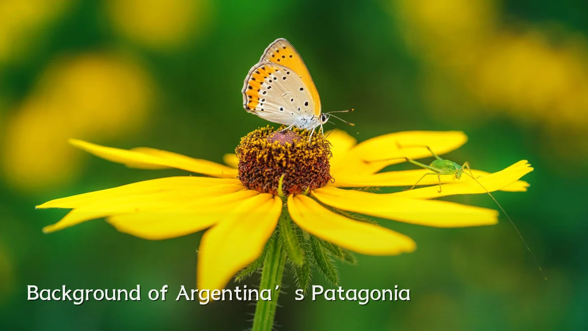 Background of Argentina’s Patagonia