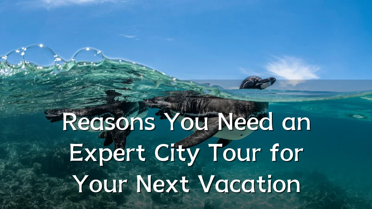 Reasons You Need an Expert City Tour for Your Next Vacation